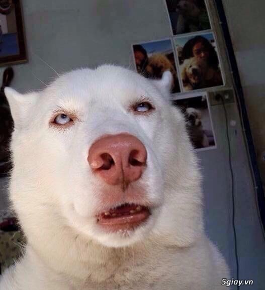 Năm chó chụp chó