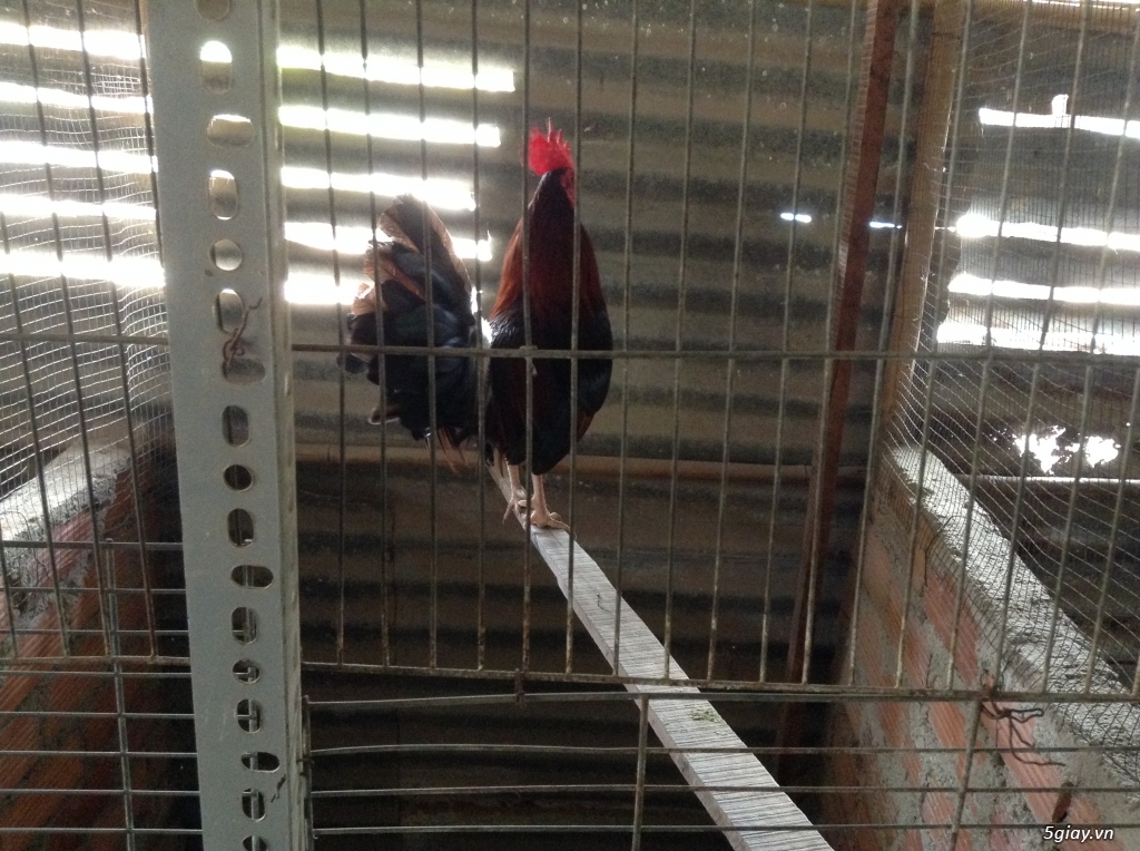 Trại Gà Thanh Sơn. Chuyên bán gà đá Peru, Jap, Mỹ, Asil, Việt bổn !!! - 11