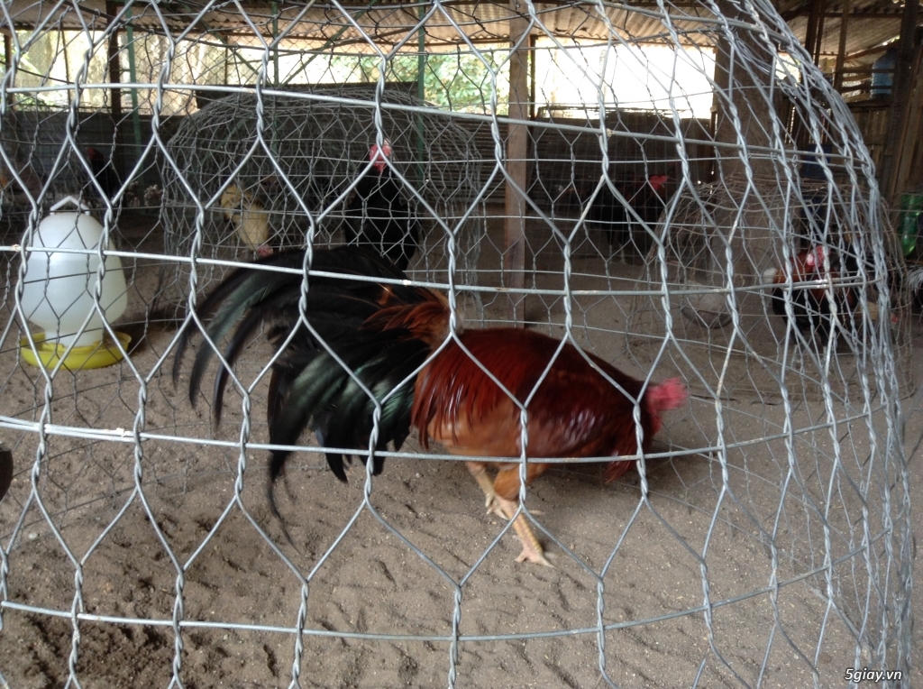 Trại Gà Thanh Sơn. Chuyên bán gà đá Peru, Jap, Mỹ, Asil, Việt bổn !!!
