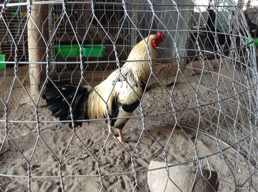 Trại Gà Thanh Sơn. Chuyên bán gà đá Peru, Jap, Mỹ, Asil, Việt bổn !!! - 7