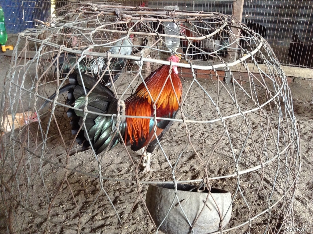 Trại Gà Thanh Sơn. Chuyên bán gà đá Peru, Jap, Mỹ, Asil, Việt bổn !!! - 9