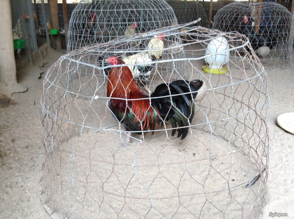 Trại Gà Thanh Sơn. Chuyên bán gà đá Peru, Jap, Mỹ, Asil, Việt bổn !!! - 1