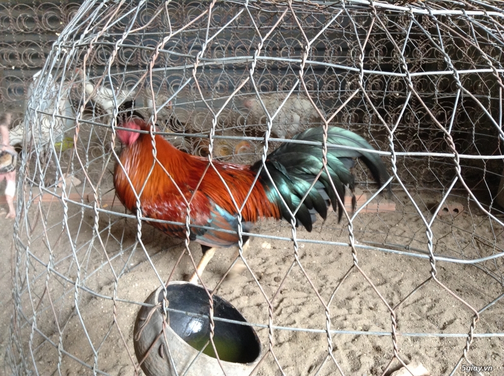 Trại Gà Thanh Sơn. Chuyên bán gà đá Peru, Jap, Mỹ, Asil, Việt bổn !!! - 4