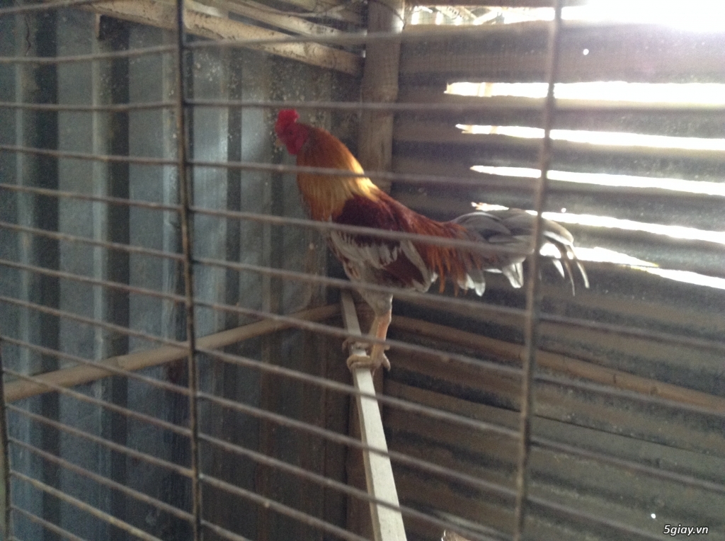 Trại Gà Thanh Sơn. Chuyên bán gà đá Peru, Jap, Mỹ, Asil, Việt bổn !!! - 12