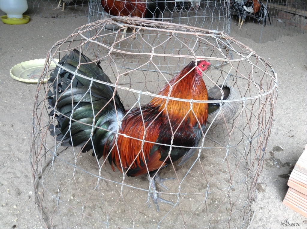 Trại Gà Thanh Sơn. Chuyên bán gà đá Peru, Jap, Mỹ, Asil, Việt bổn !!! - 2