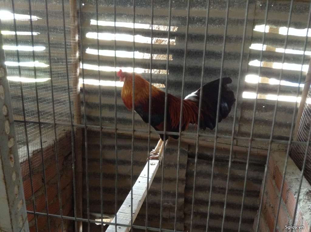 Trại Gà Thanh Sơn. Chuyên bán gà đá Peru, Jap, Mỹ, Asil, Việt bổn !!! - 13