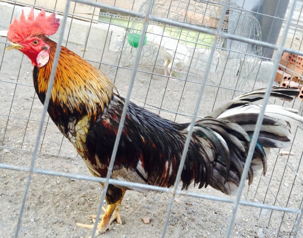 Trại Gà Thanh Sơn. Chuyên bán gà đá Peru, Jap, Mỹ, Asil, Việt bổn !!! - 17