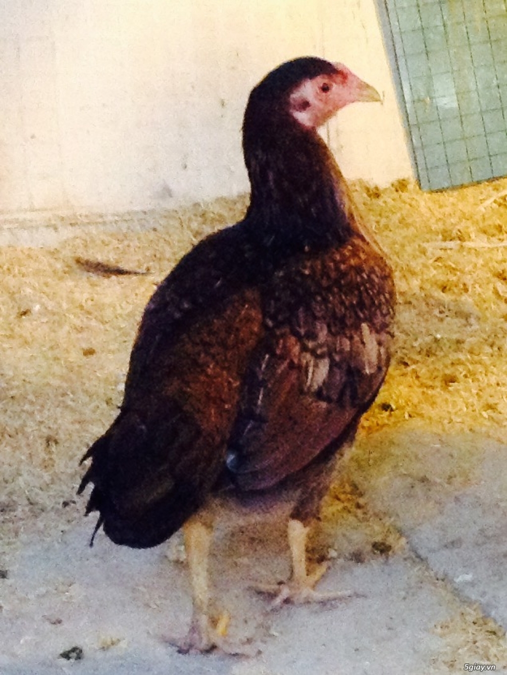 Trại Gà Thanh Sơn. Chuyên bán gà đá Peru, Jap, Mỹ, Asil, Việt bổn !!! - 14