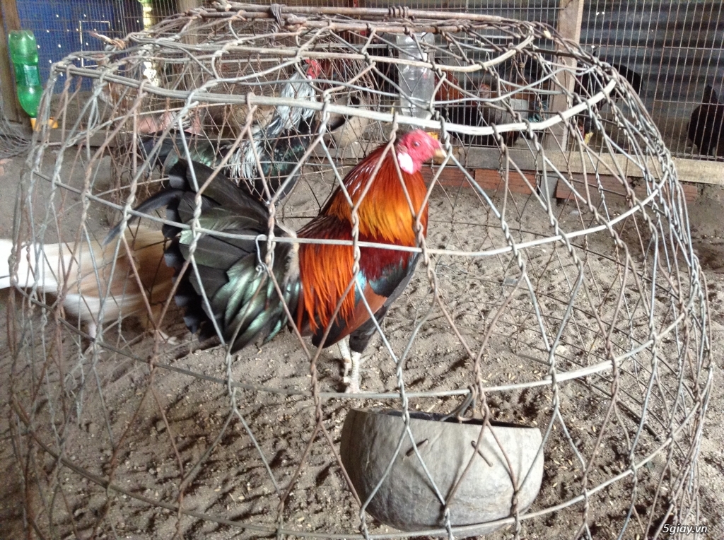 Trại Gà Thanh Sơn. Chuyên bán gà đá Peru, Jap, Mỹ, Asil, Việt bổn !!! - 8