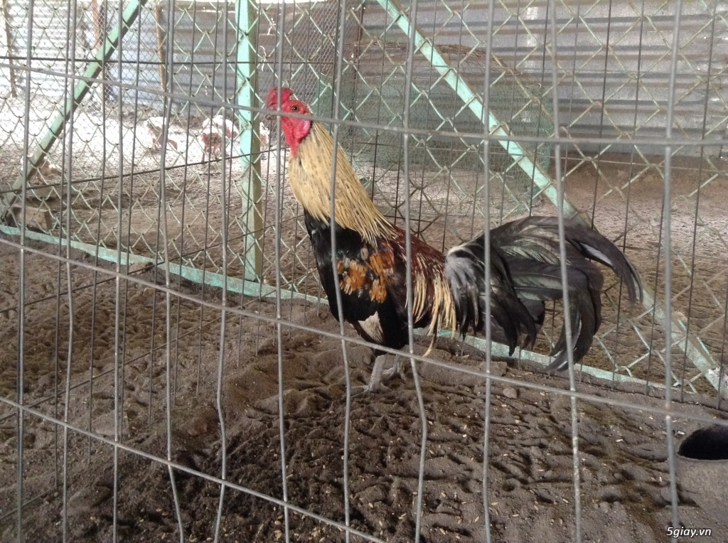Trại Gà Thanh Sơn. Chuyên bán gà đá Peru, Jap, Mỹ, Asil, Việt bổn !!! - 6