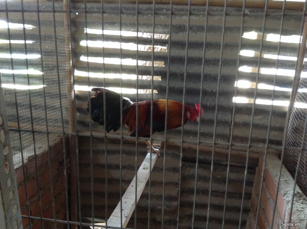 Trại Gà Thanh Sơn. Chuyên bán gà đá Peru, Jap, Mỹ, Asil, Việt bổn !!! - 5