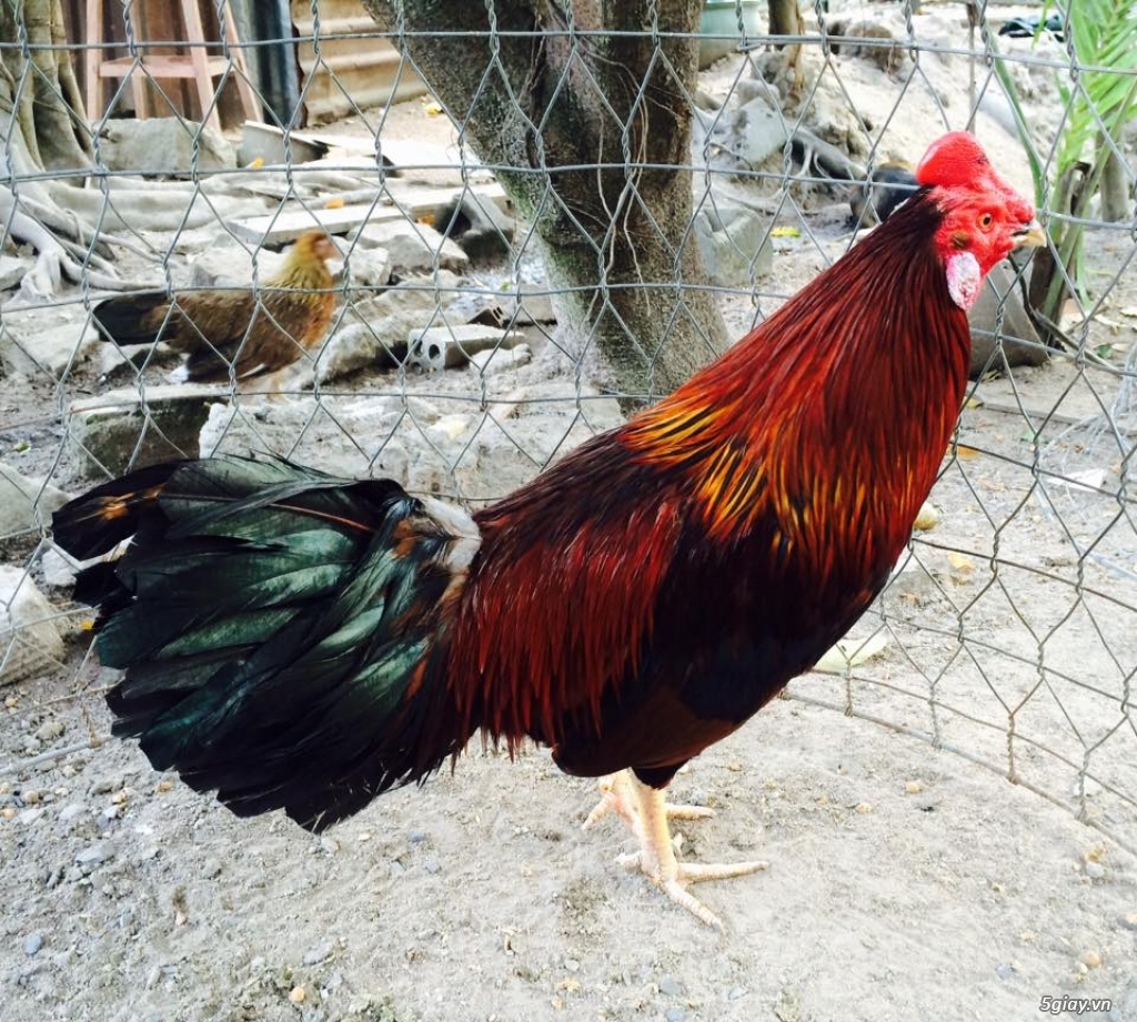 Trại Gà Thanh Sơn. Chuyên bán gà đá Peru, Jap, Mỹ, Asil, Việt bổn !!! - 19