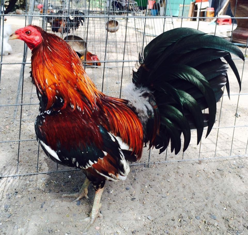 Trại Gà Thanh Sơn. Chuyên bán gà đá Peru, Jap, Mỹ, Asil, Việt bổn !!! - 20