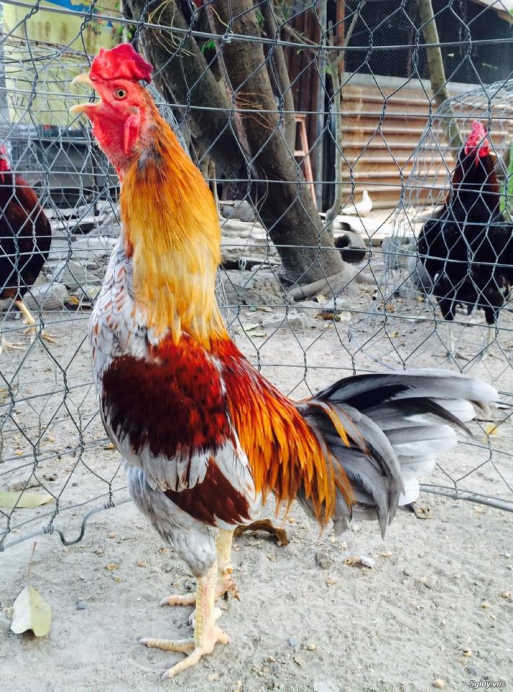 Trại Gà Thanh Sơn. Chuyên bán gà đá Peru, Jap, Mỹ, Asil, Việt bổn !!! - 21