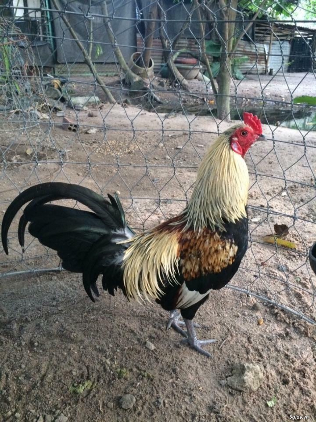 Trại Gà Thanh Sơn. Chuyên bán gà đá Peru, Jap, Mỹ, Asil, Việt bổn !!! - 18