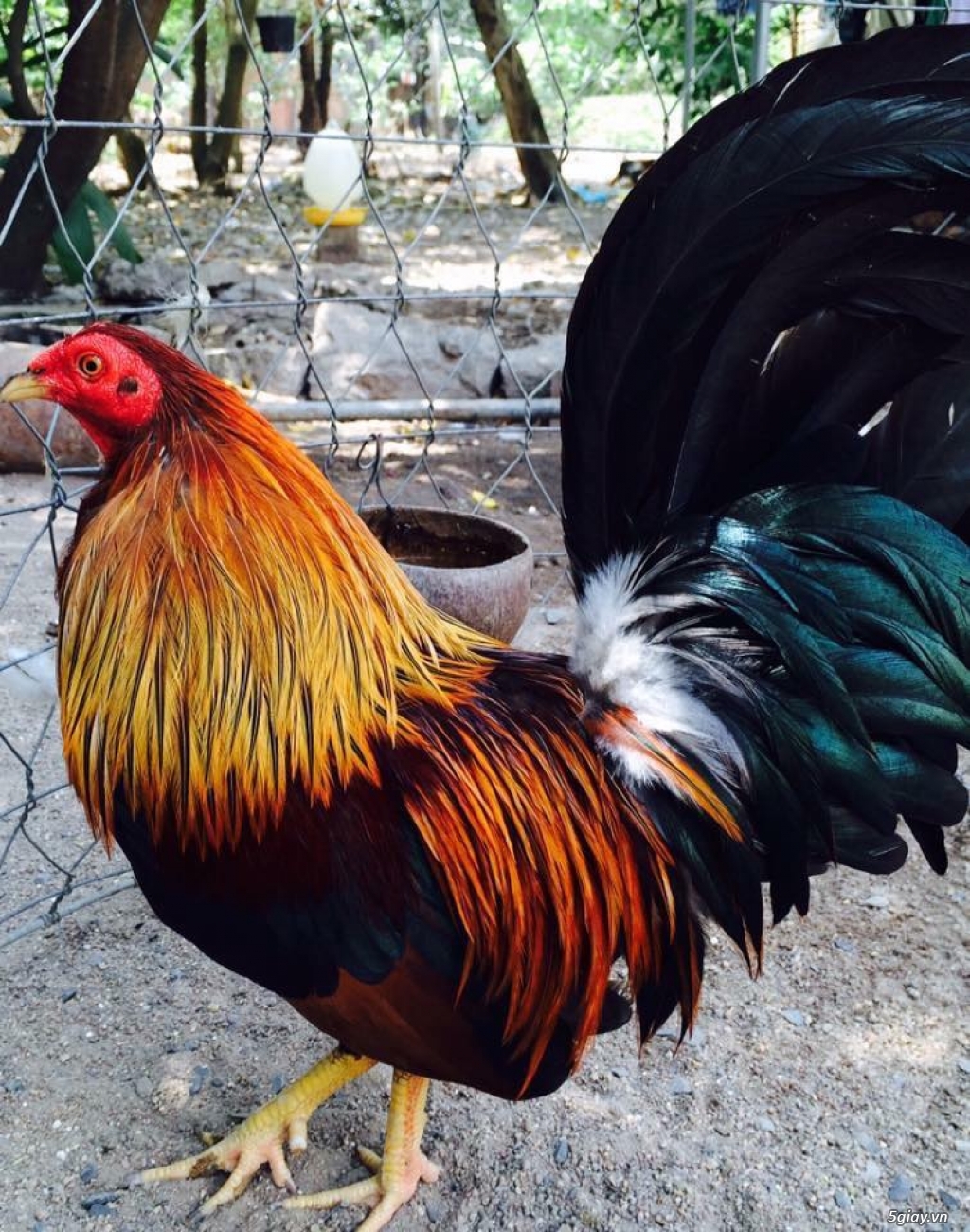 Trại Gà Thanh Sơn. Chuyên bán gà đá Peru, Jap, Mỹ, Asil, Việt bổn !!! - 22