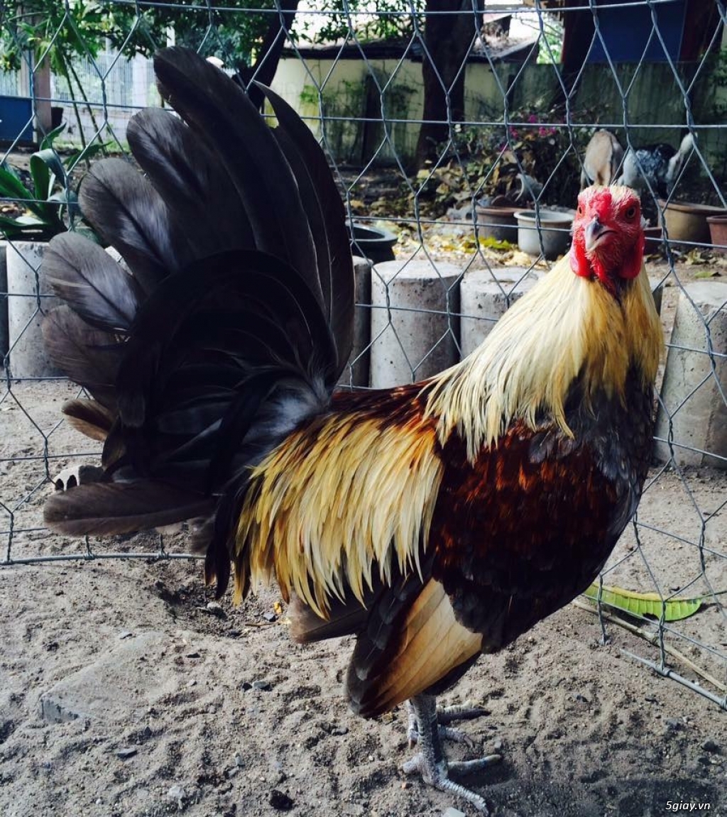 Trại Gà Thanh Sơn. Chuyên bán gà đá Peru, Jap, Mỹ, Asil, Việt bổn !!! - 23