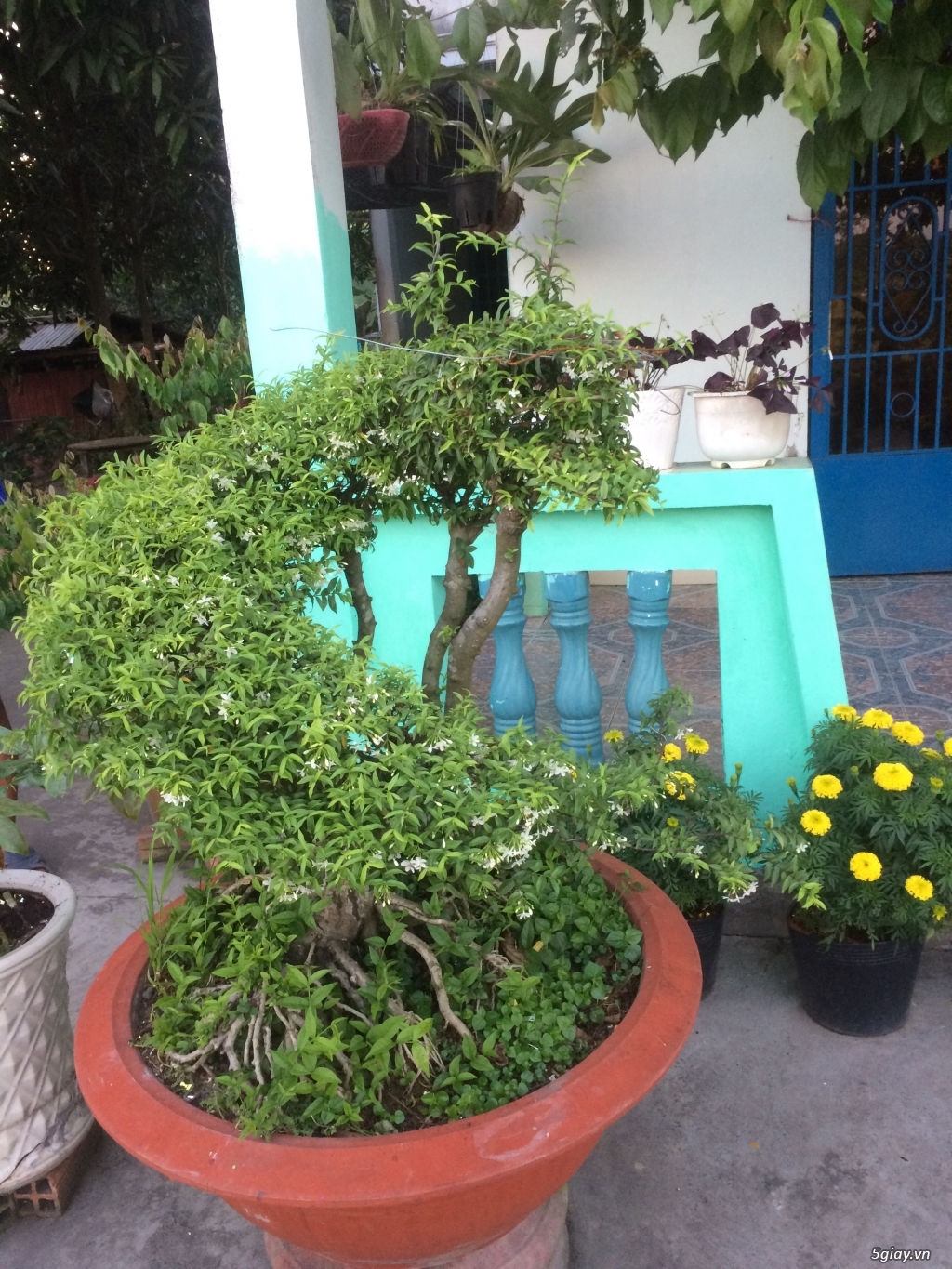 Cần bán: Rồng nhả ngọc