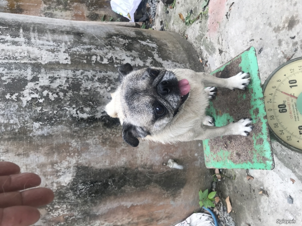 Bán pug trưởng thành