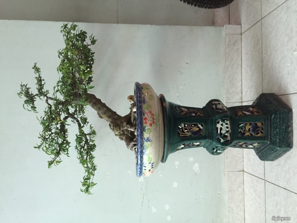 Bon sai Mai chiếu thuỷ và đôn cổ
