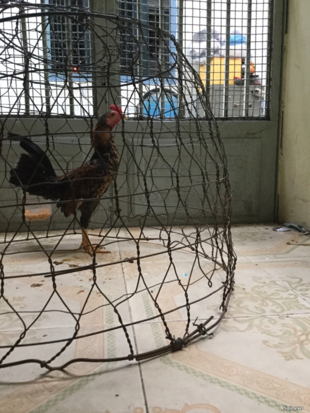 ga tre tơ mẻ đâm hay - 2