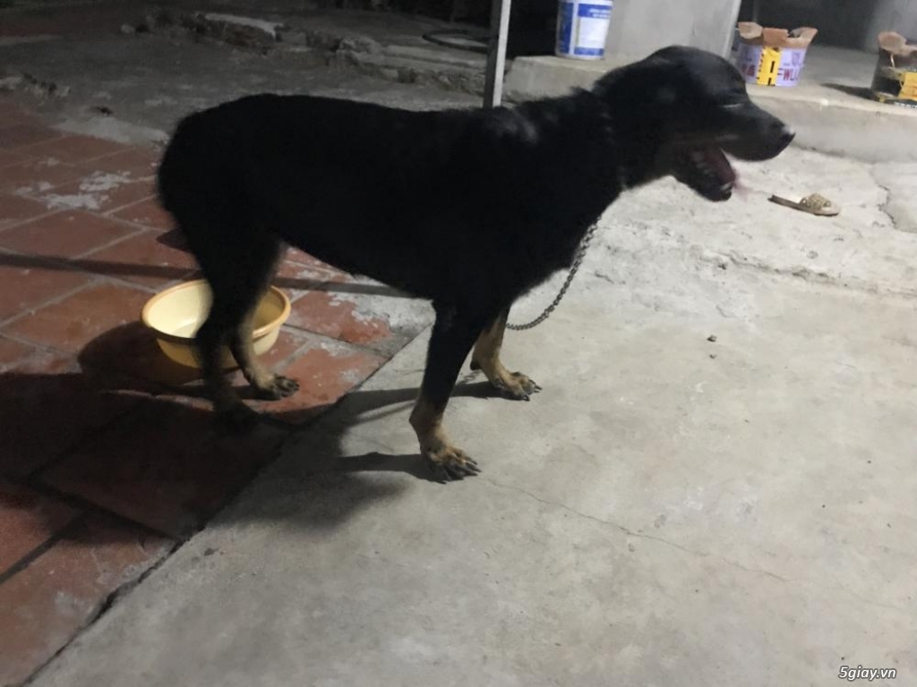 Bán chó rottweiler - 1