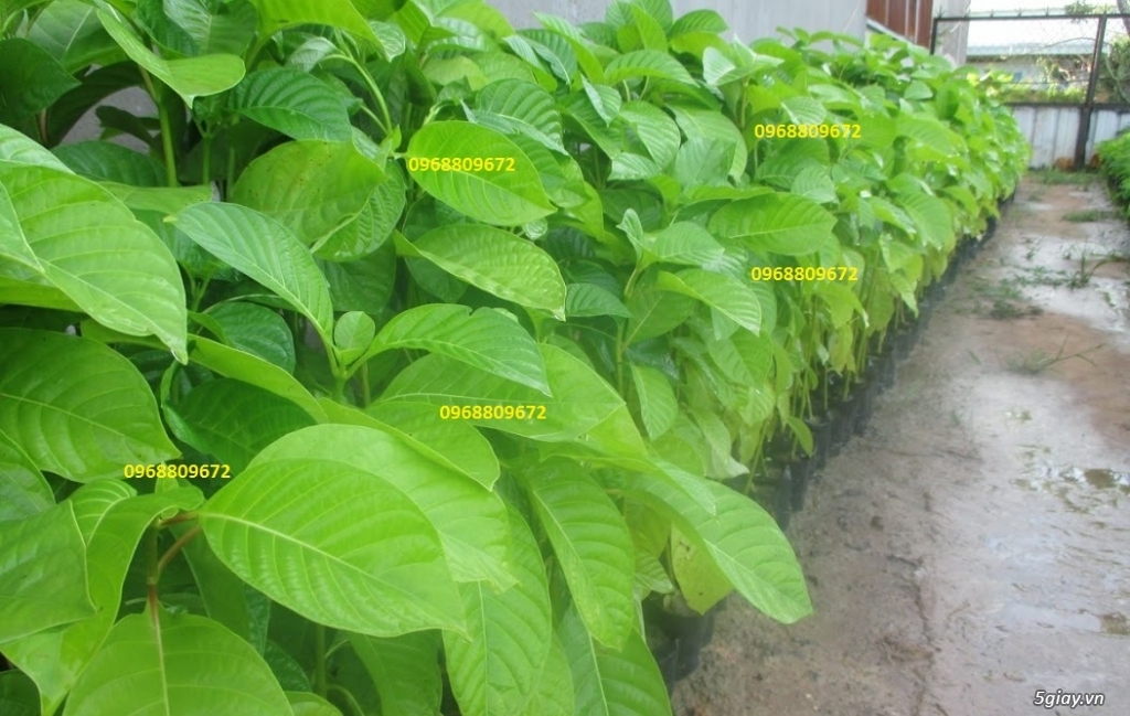 giống cây thiên ngân - 12