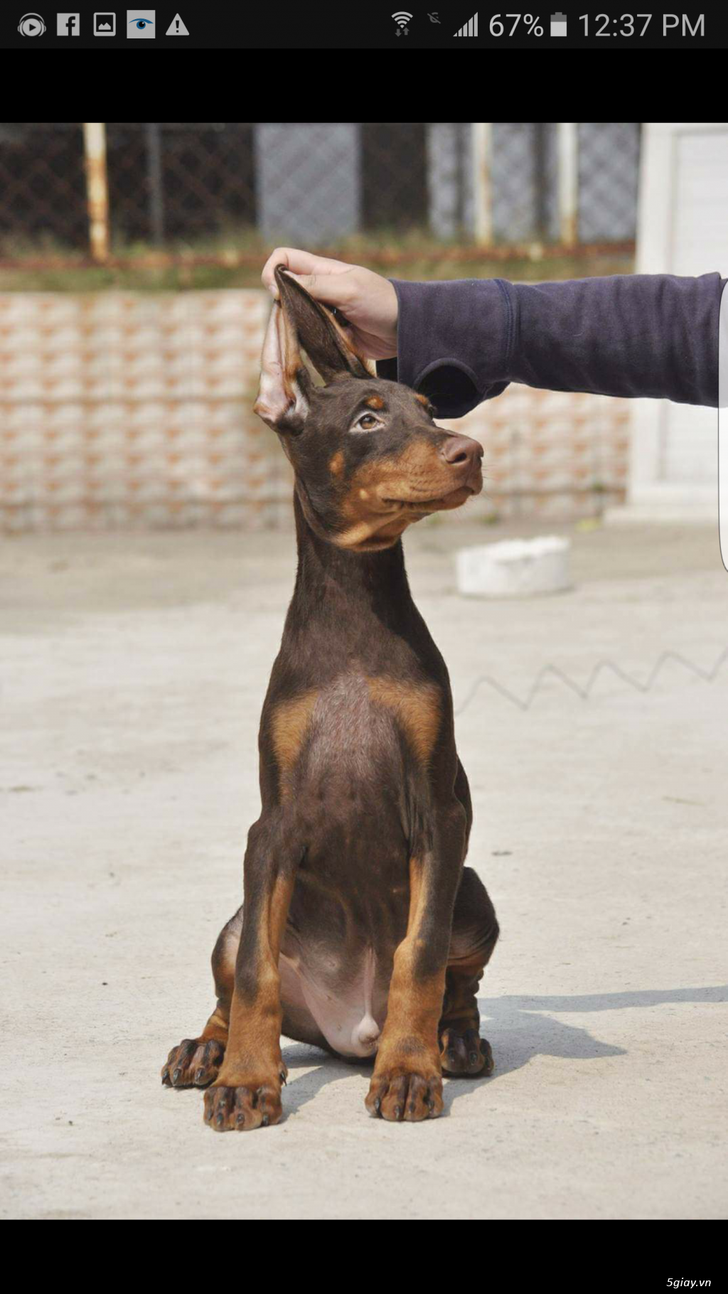 Cần tìm nhà mới cho mấy nhóc Doberman - 5