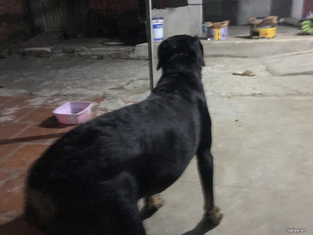 Bán chó rottweiler