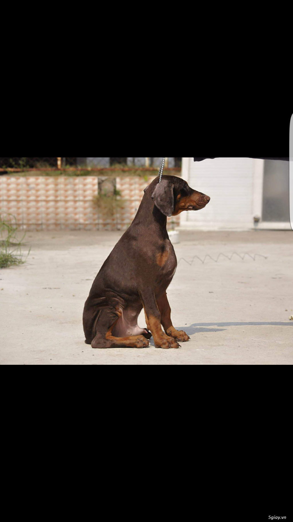 Cần tìm nhà mới cho mấy nhóc Doberman - 3