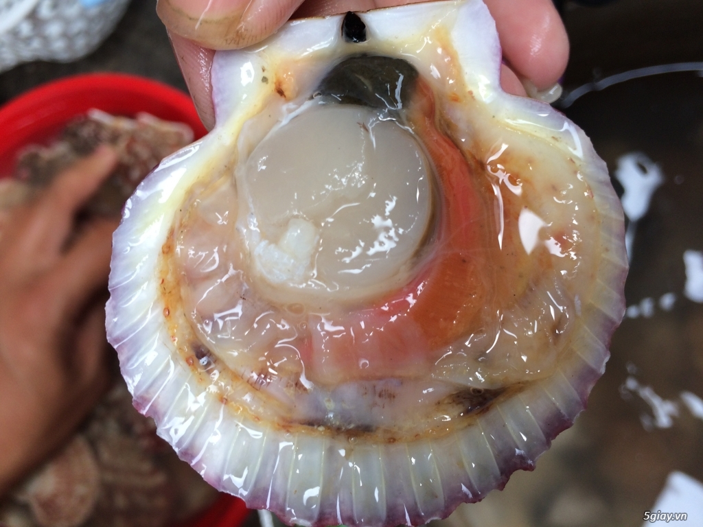 Sò điệp to béo dày cơm mới từ biển vô đây - 1