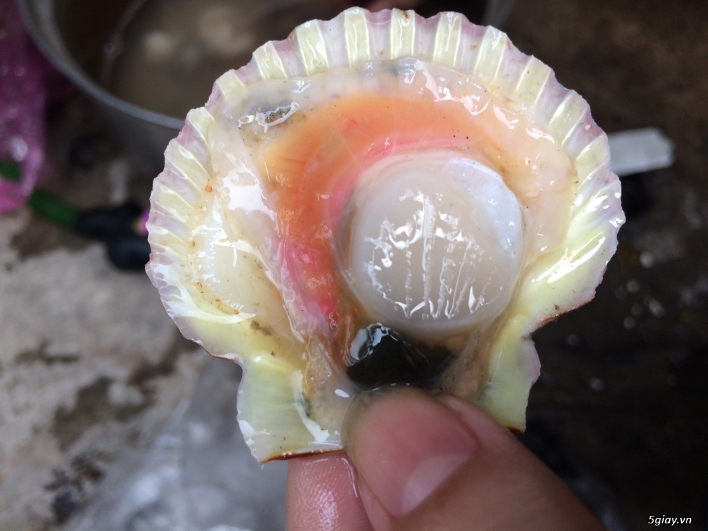 Sò điệp to béo dày cơm mới từ biển vô đây