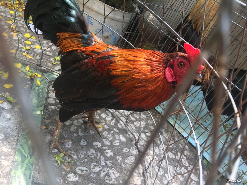 Gà Lai Mỹ Đá Tiền..! - 1