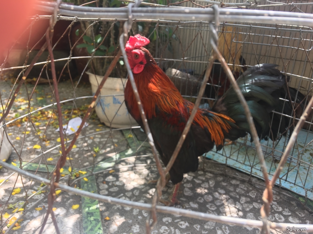 Gà Lai Mỹ Đá Tiền..!
