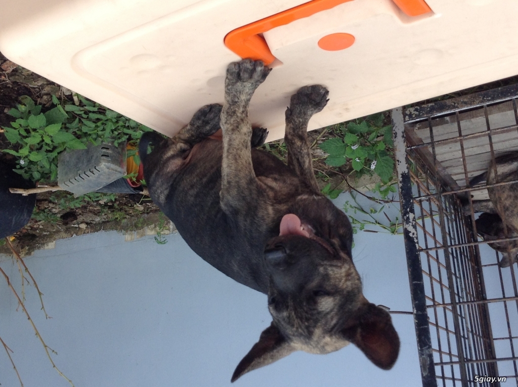 Bán chó Phú Quốc