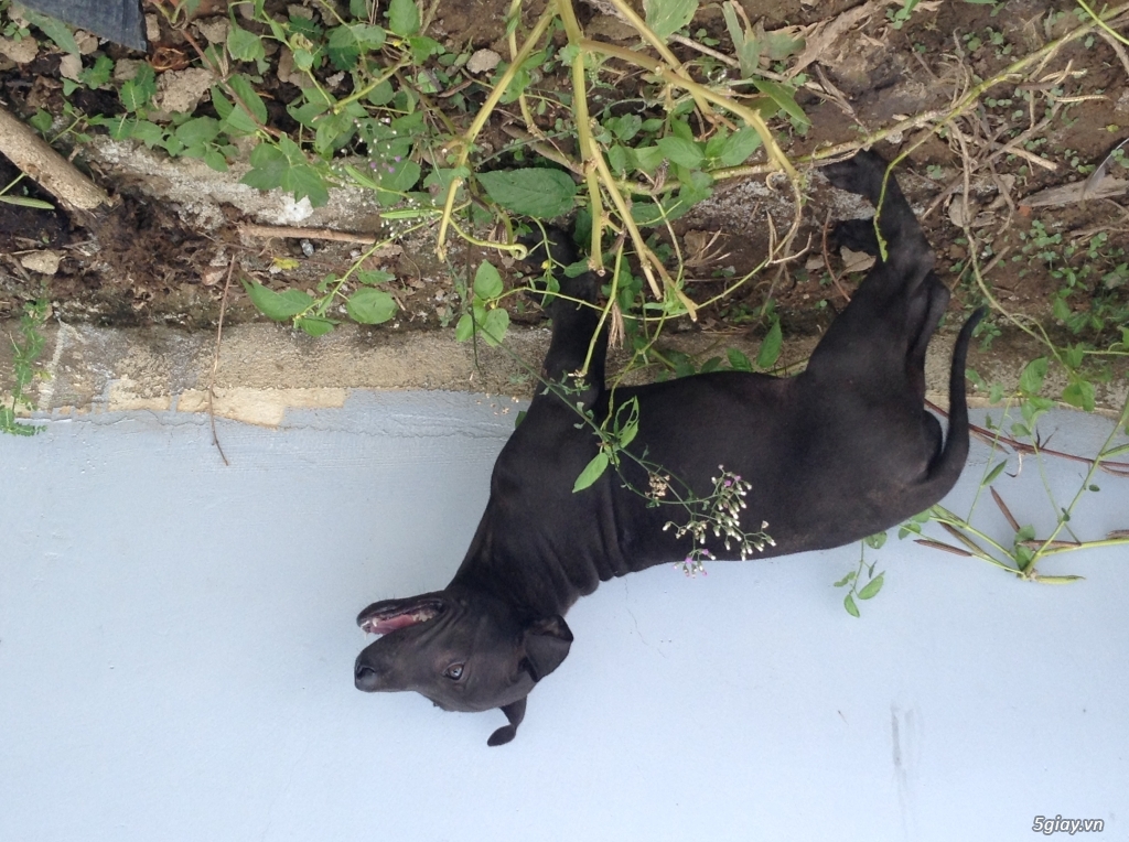 Bán chó Phú Quốc - 2