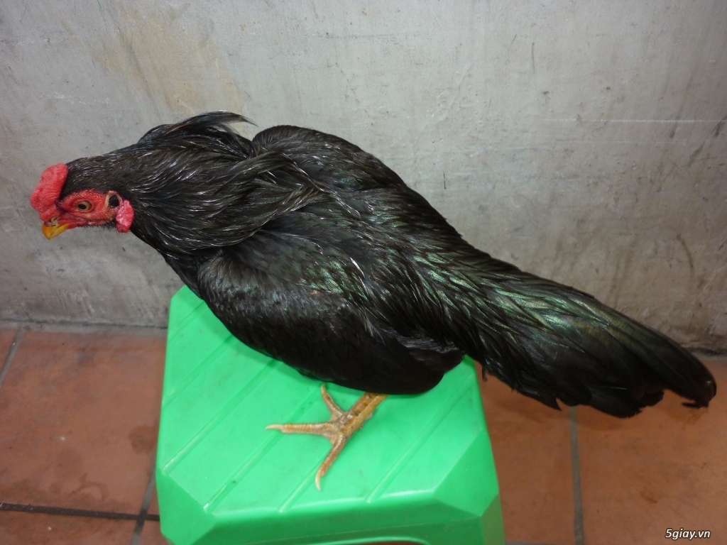 bán gà sil mỹ và gà jap - 2