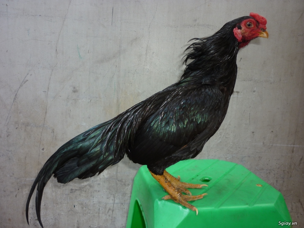 bán gà sil mỹ và gà jap - 3