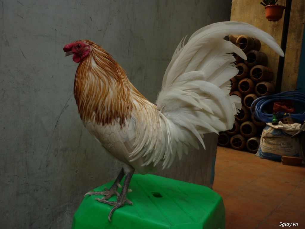 bán gà sil mỹ và gà jap - 7