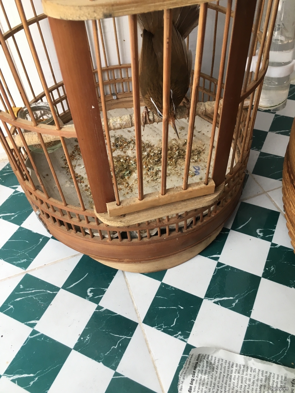 Bán cặp họa mi đẹp - 3