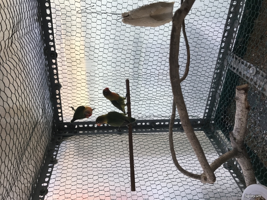 BÁN CHIM VẸT LOVEBIRD - 1