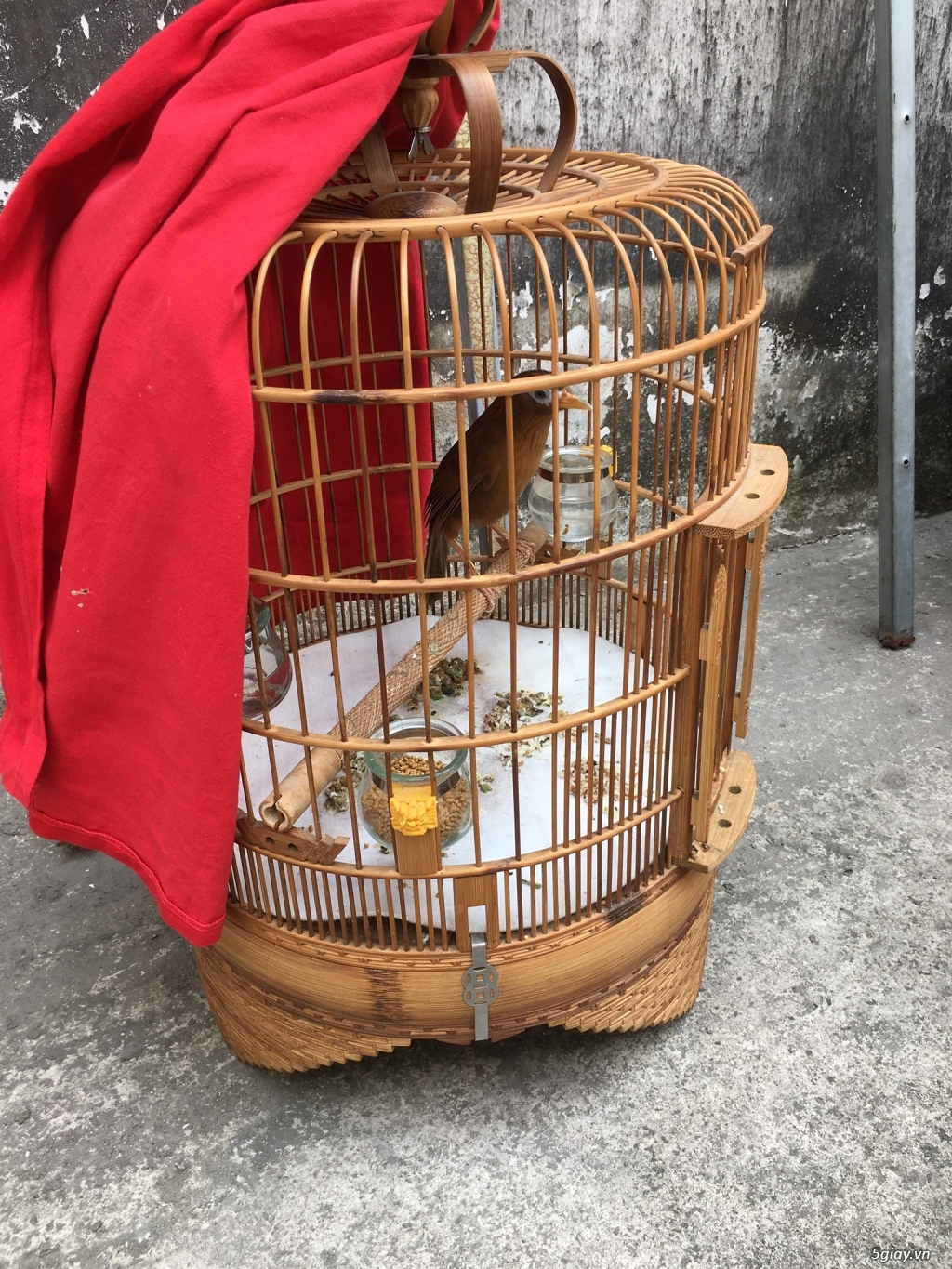 Bán cặp họa mi đẹp - 1