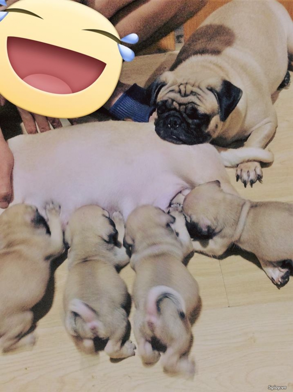 Chó Pug con - Chó mặt xệ - Chó nhà đẻ - 3