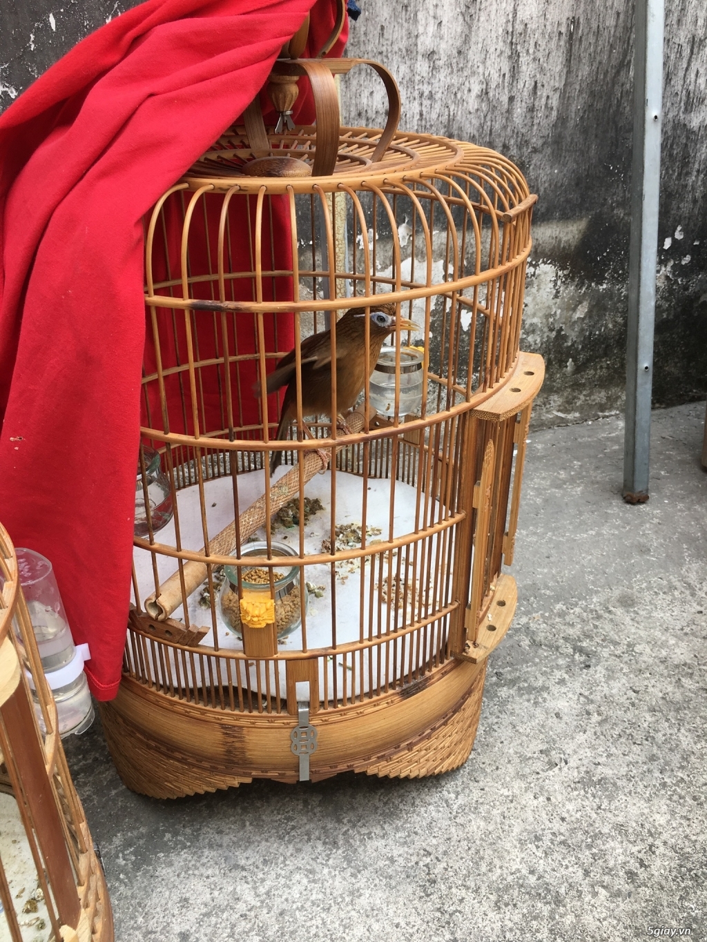 Bán cặp họa mi đẹp