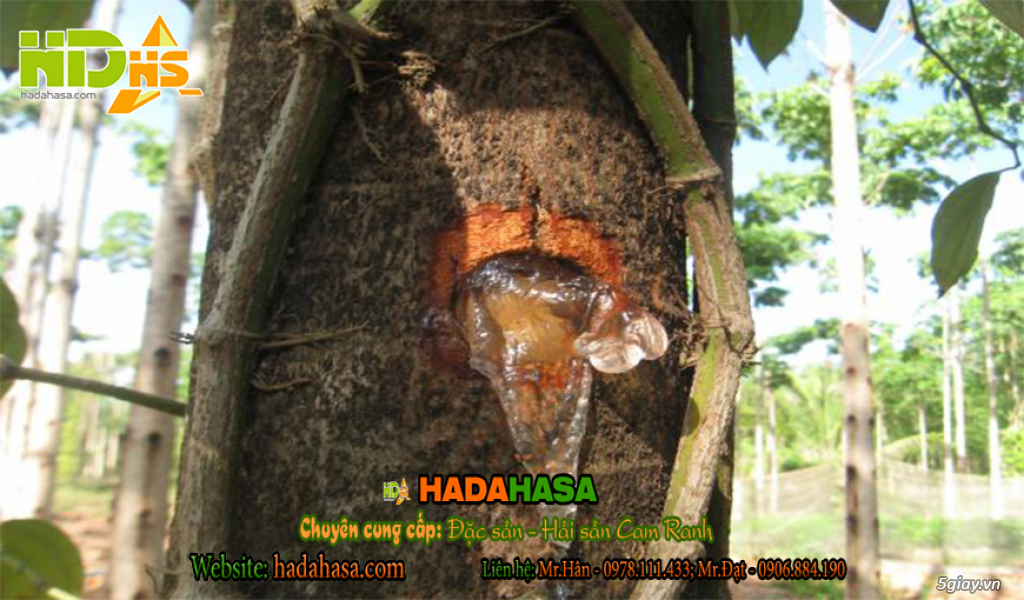 Bán mũ trôm 290k/kg - 1