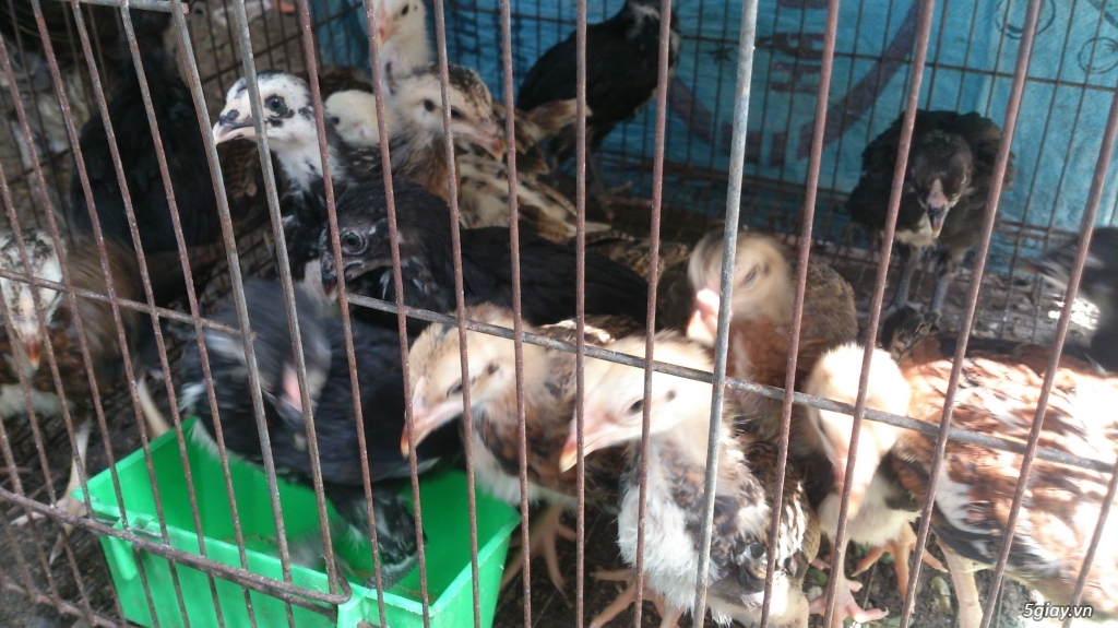 Gà Asil Gà mĩ gà con - 5
