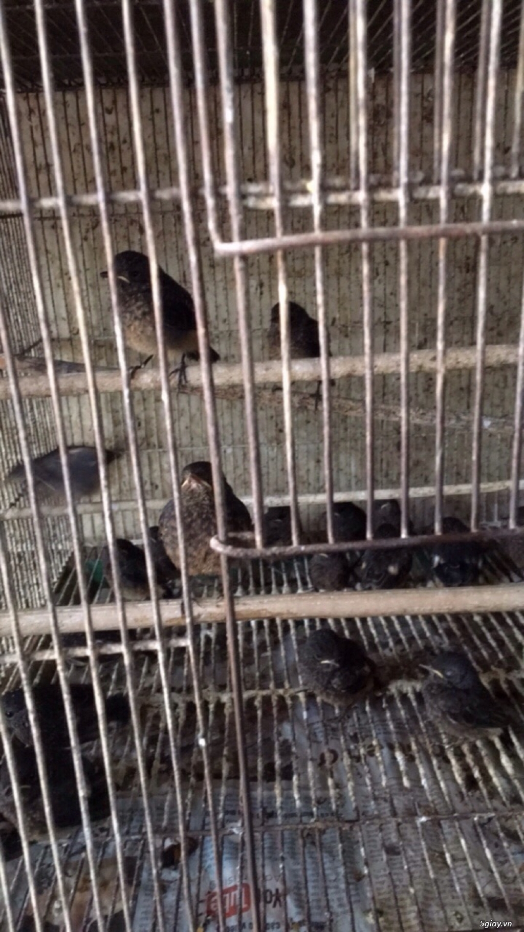 Chim chích choè đất non - 4