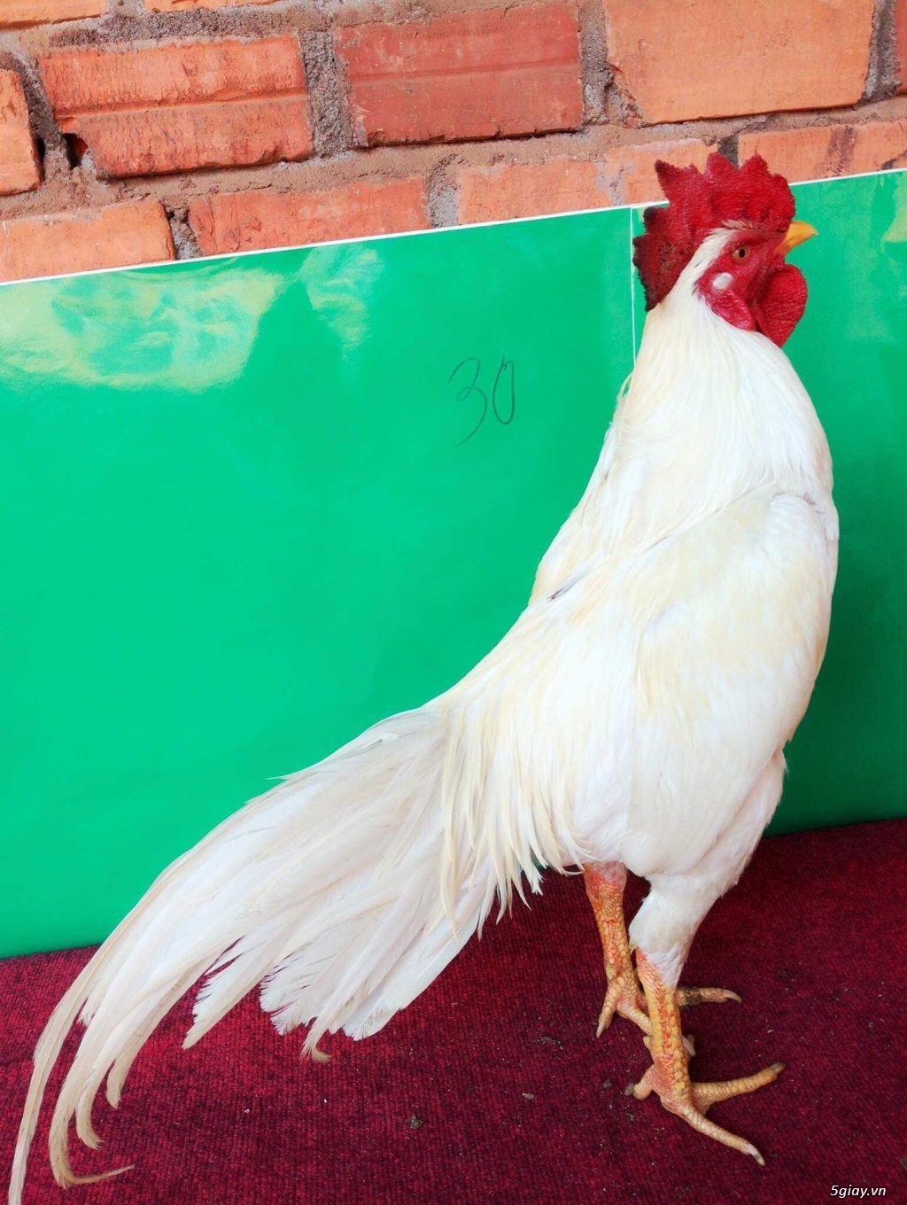 Gà thái - 1