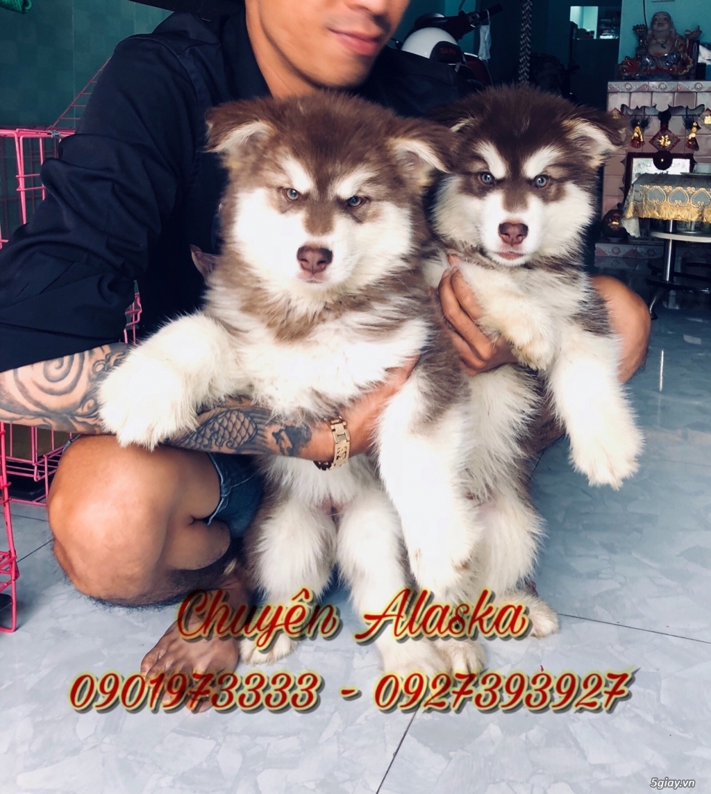 Alaska nâu đỏ Cái dòng to lớn oversize - 2