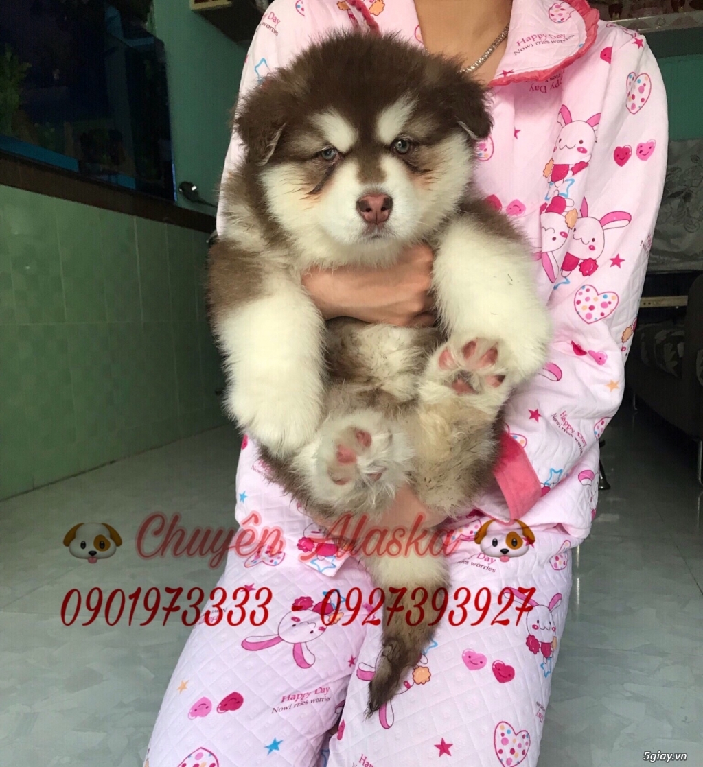 Alaska nâu đỏ Cái dòng to lớn oversize